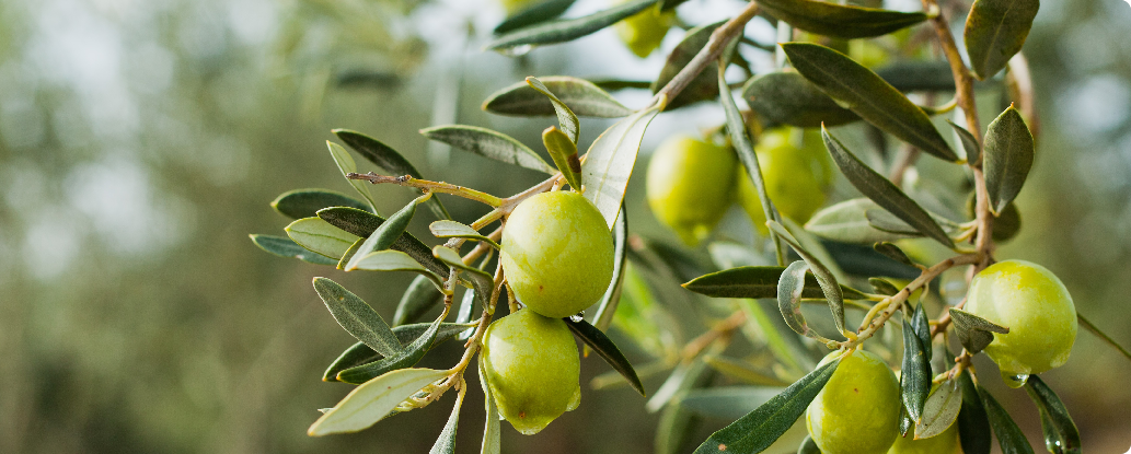 Zeytin